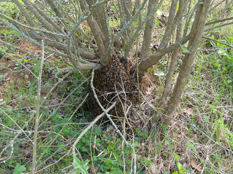 La ruche Égopode podagraire