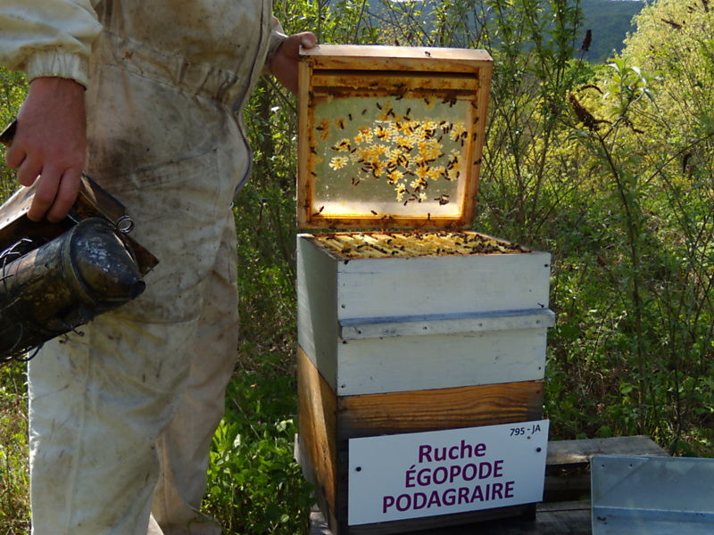 La ruche Égopode podagraire