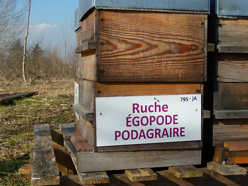 La ruche Égopode podagraire