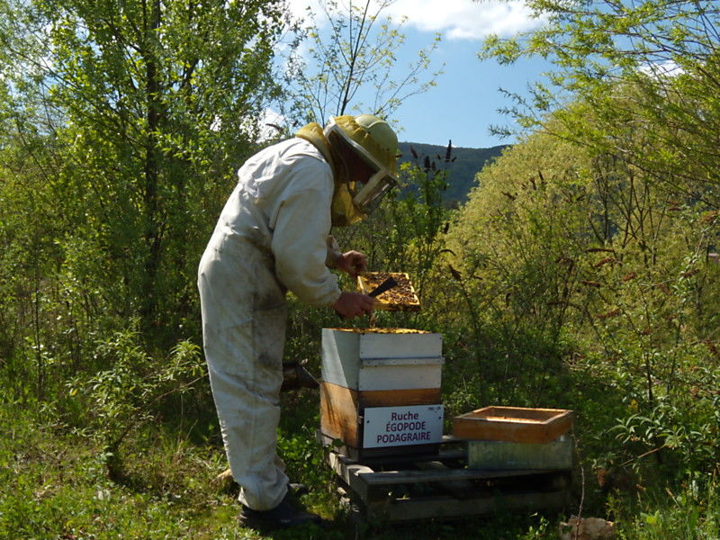La ruche Égopode podagraire