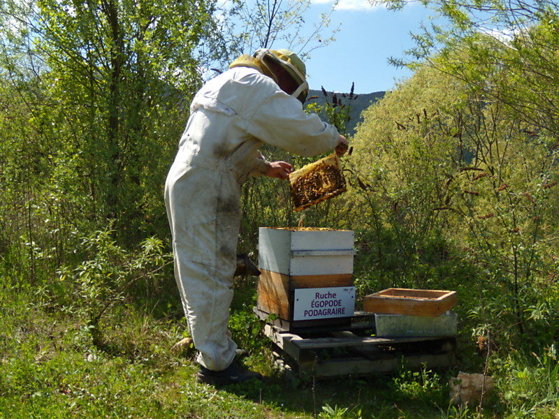 La ruche Égopode podagraire