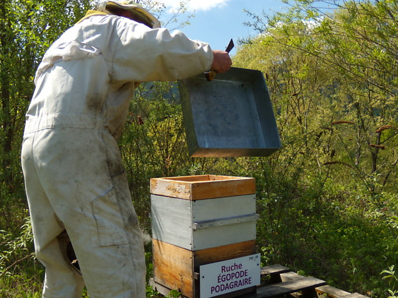 La ruche Égopode podagraire