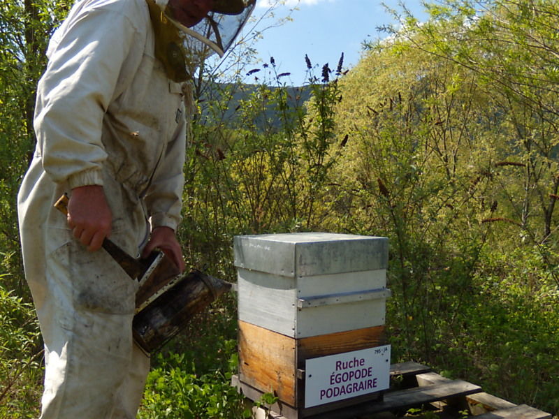 La ruche Égopode podagraire