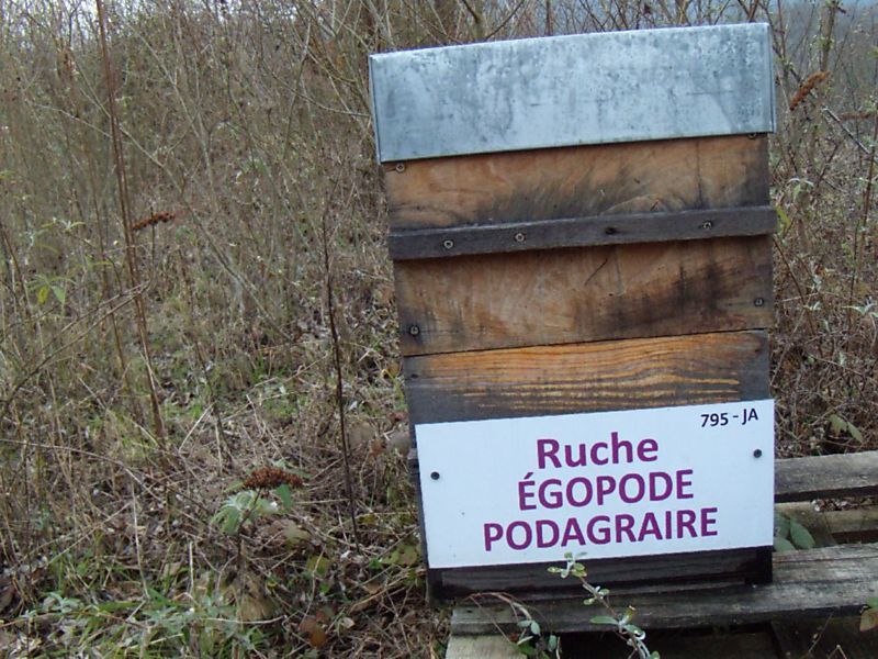La ruche Égopode podagraire