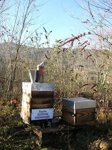 La ruche Égopode podagraire