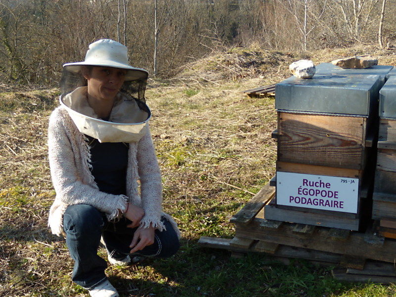 La ruche Égopode podagraire