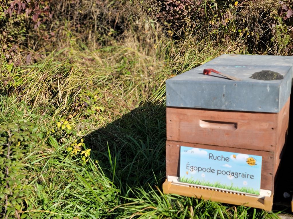 La ruche Égopode podagraire
