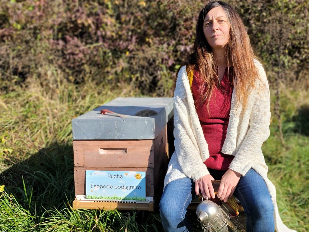 La ruche Égopode podagraire