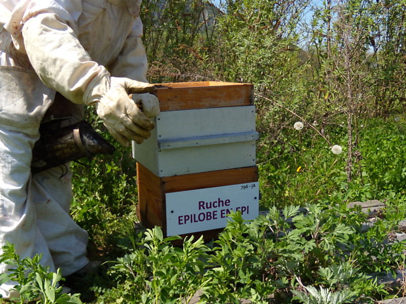 La ruche Épilobe en épi