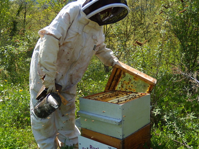 La ruche Épilobe en épi