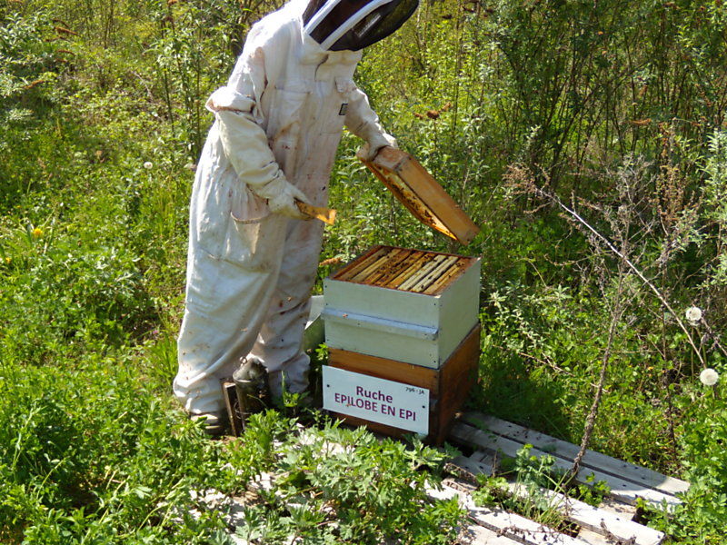 La ruche Épilobe en épi