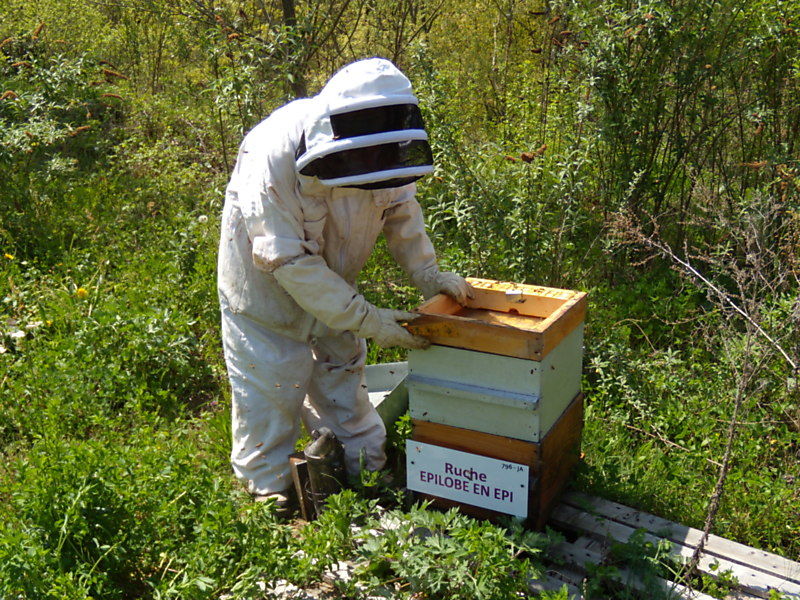 La ruche Épilobe en épi