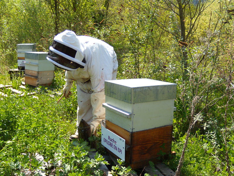 La ruche Épilobe en épi