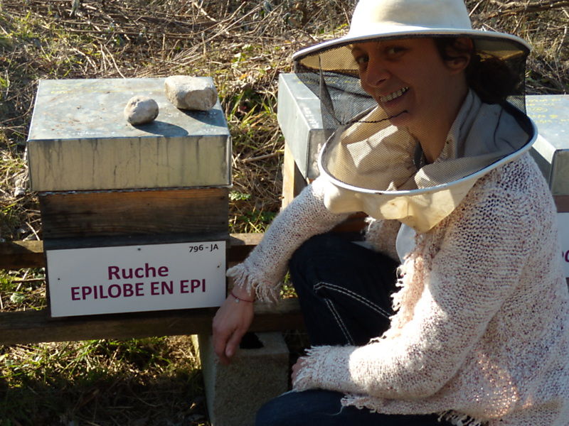 La ruche Épilobe en épi