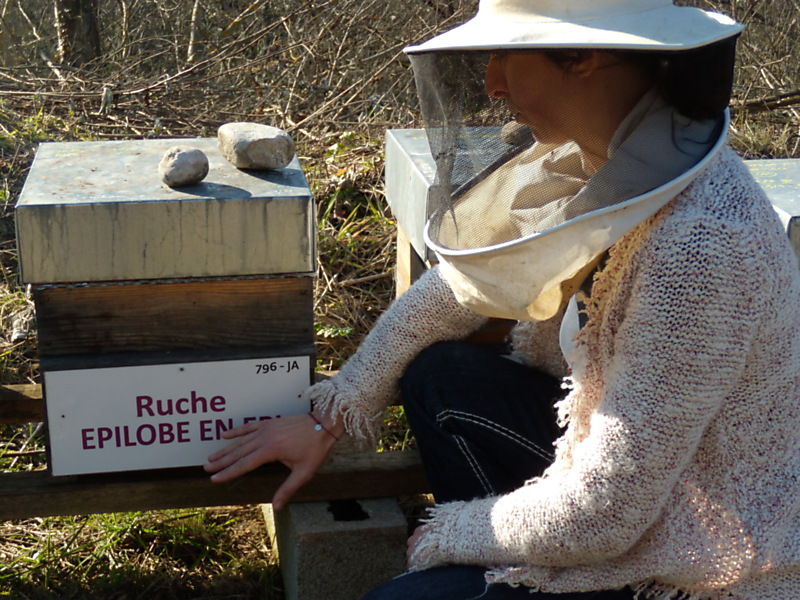 La ruche Épilobe en épi