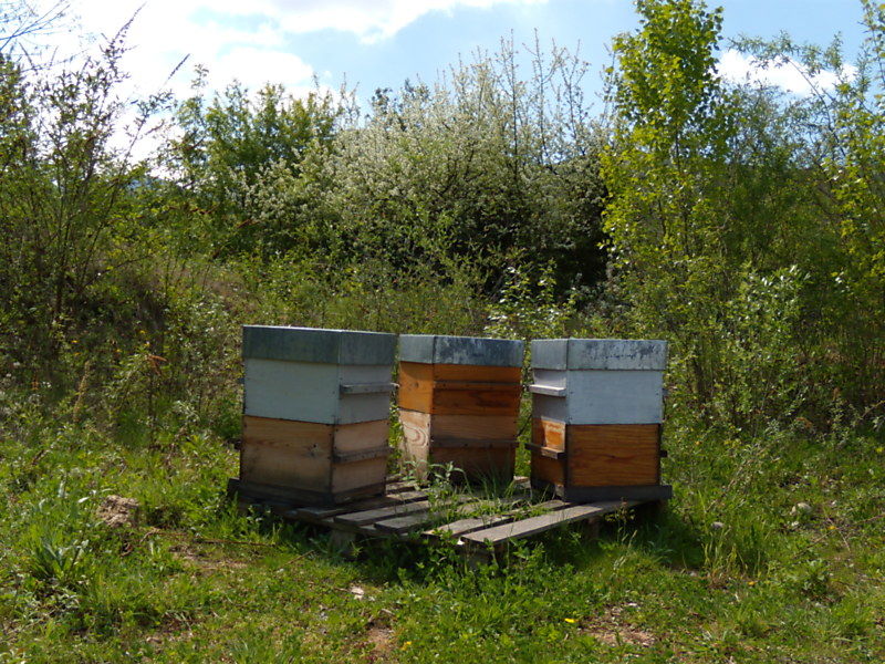 La ruche Épilobe en épi