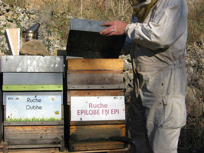 La ruche Épilobe en épi