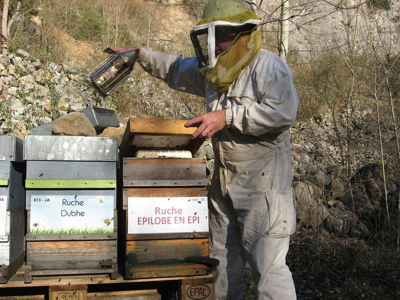 La ruche Épilobe en épi