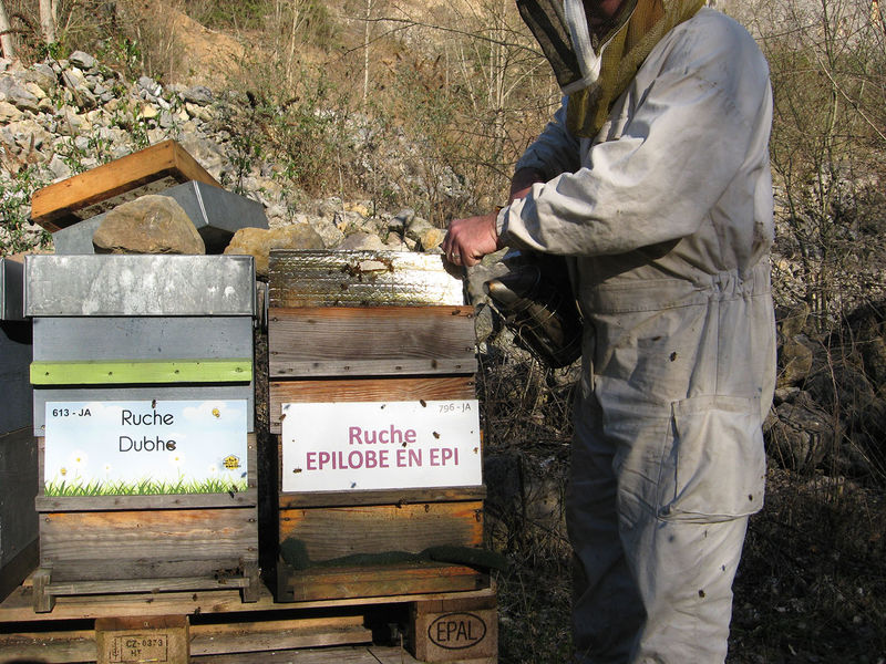 La ruche Épilobe en épi