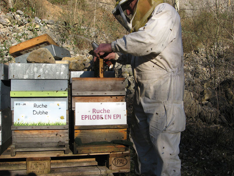 La ruche Épilobe en épi