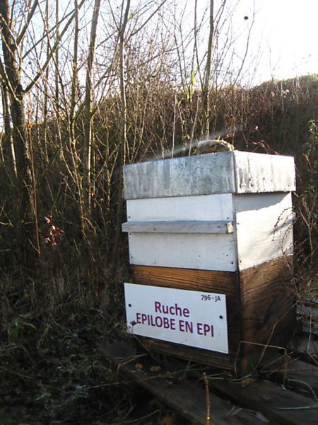 La ruche Épilobe en épi