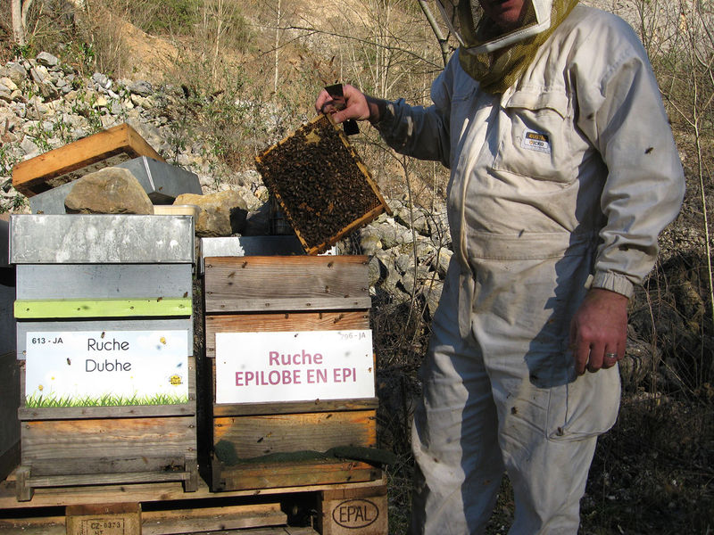 La ruche Épilobe en épi