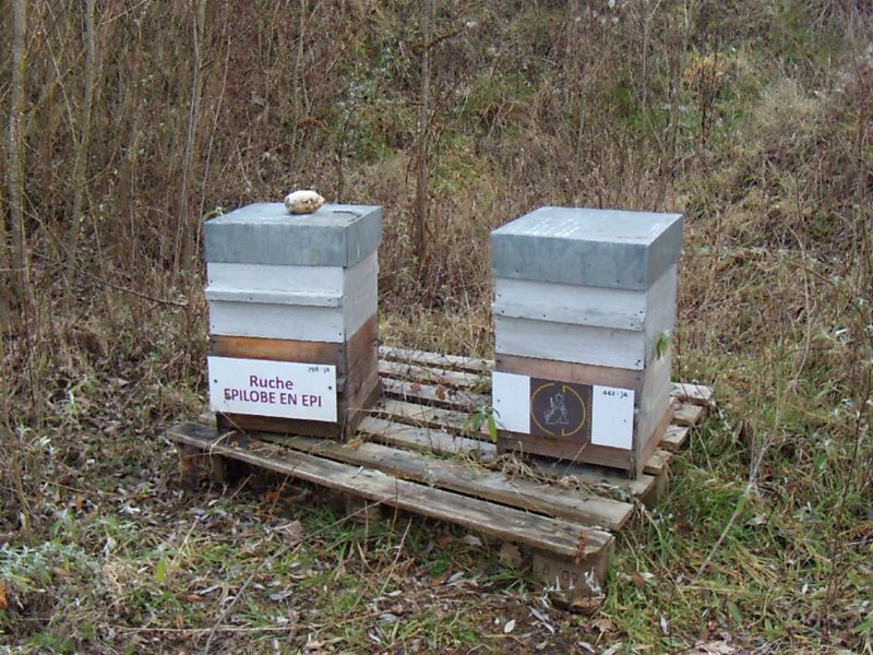 La ruche Épilobe en épi