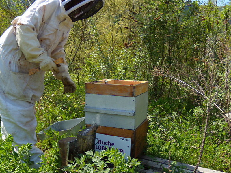 La ruche Épilobe en épi