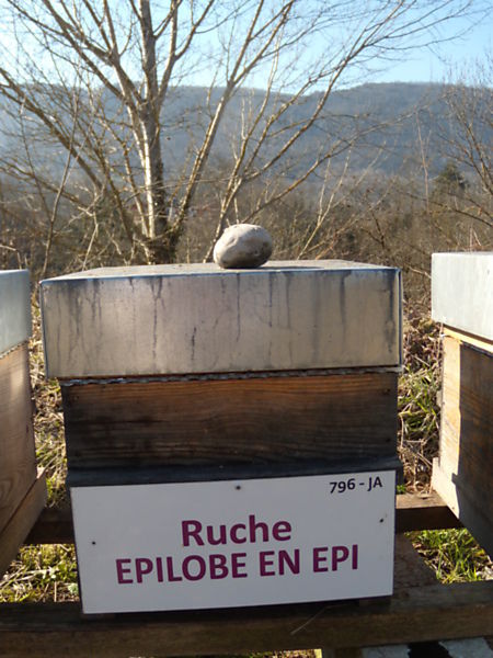 La ruche Épilobe en épi