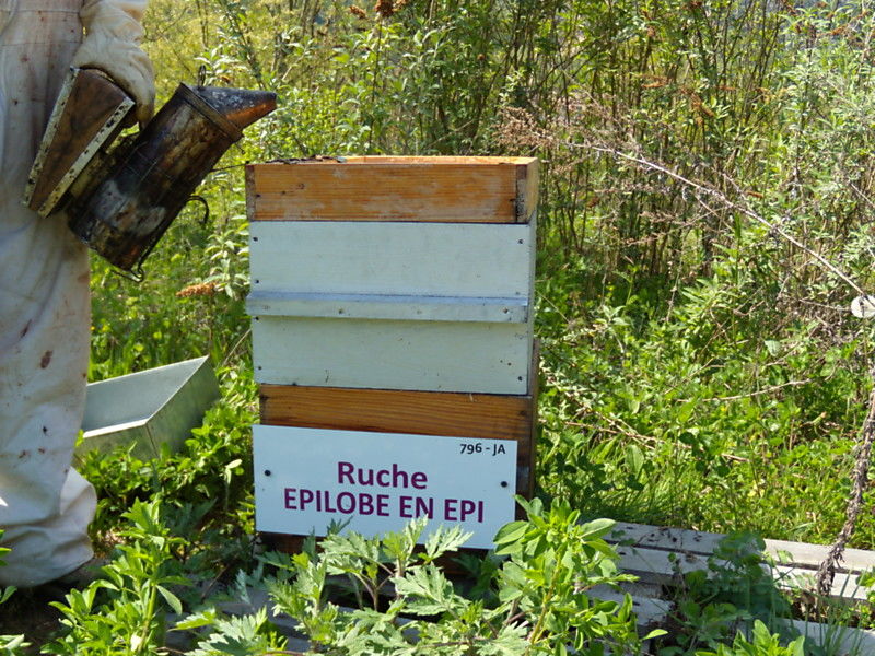 La ruche Épilobe en épi