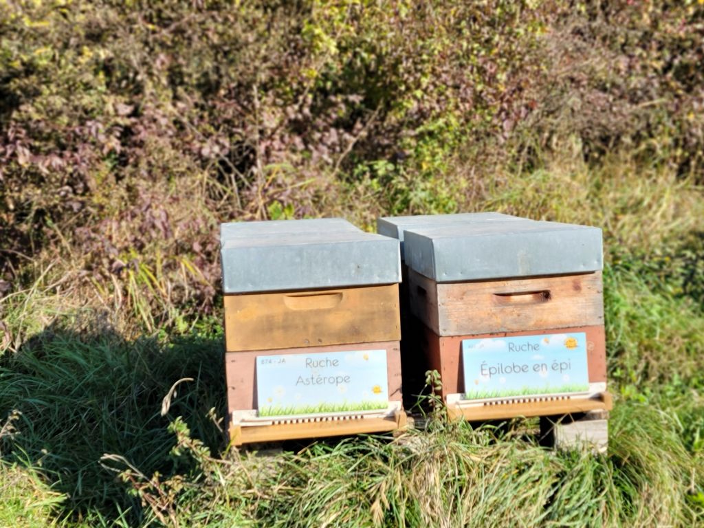 La ruche Épilobe en épi