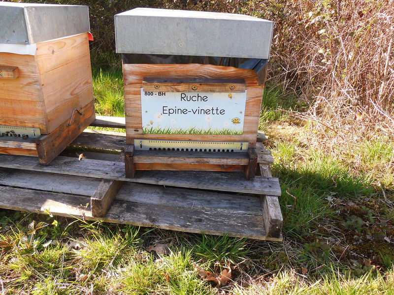 La ruche Epine-vinette