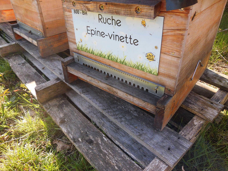 La ruche Epine-vinette