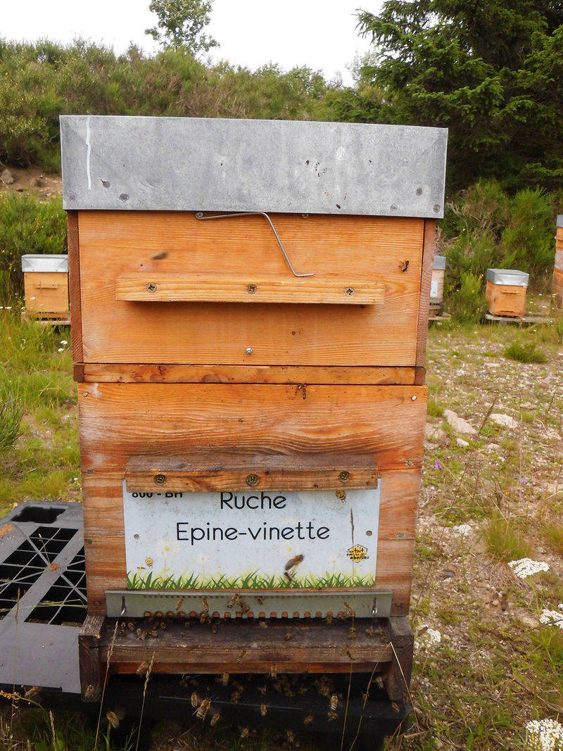 La ruche Epine-vinette