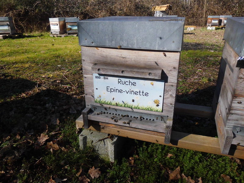 La ruche Epine-vinette