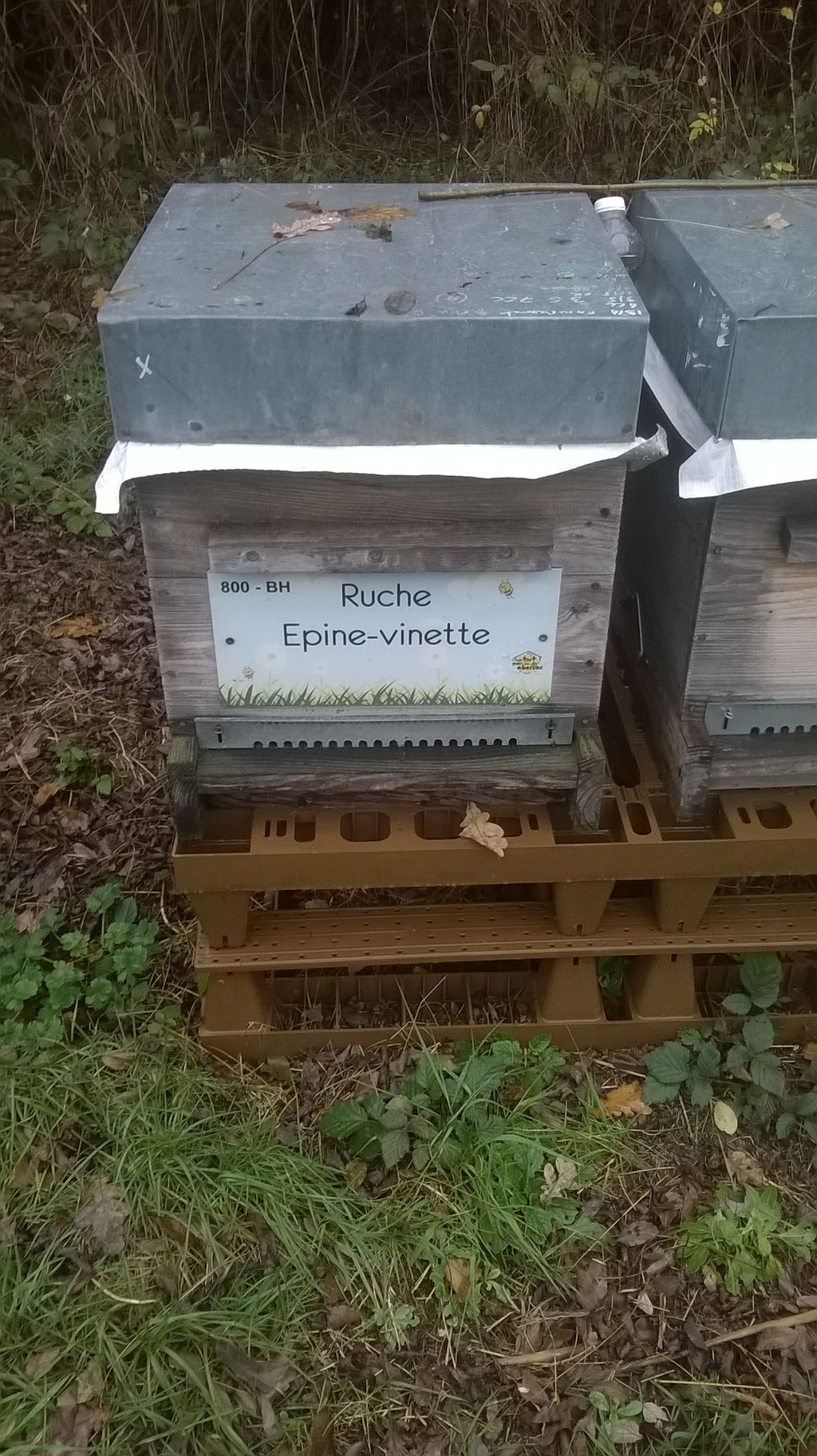 La ruche Epine-vinette