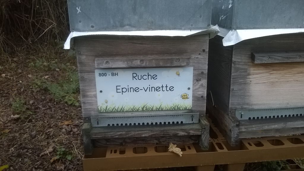 La ruche Epine-vinette