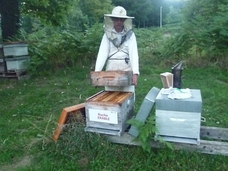 La ruche Erable