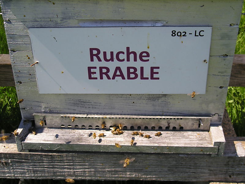 La ruche Erable