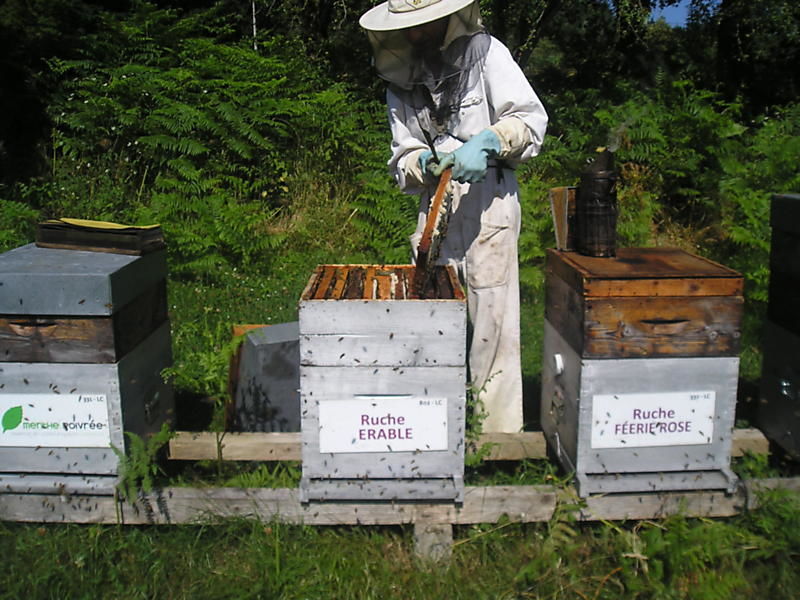 La ruche Erable