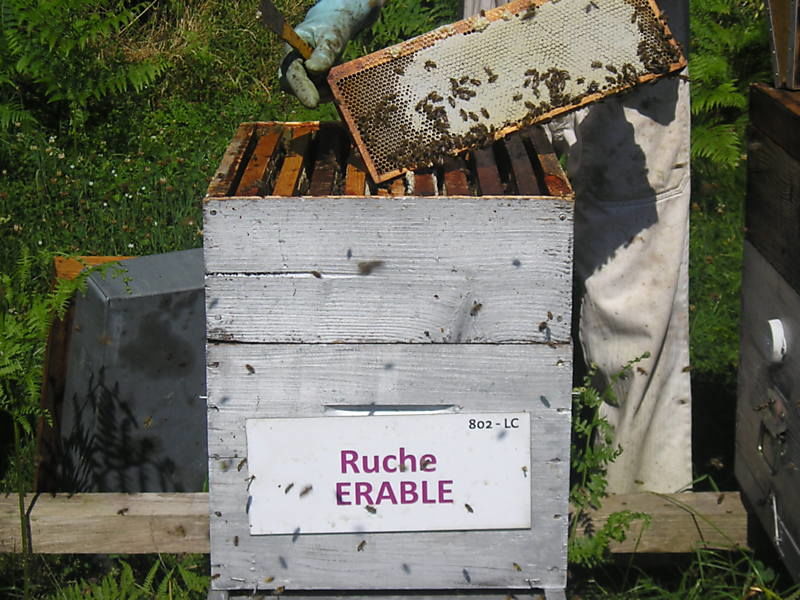 La ruche Erable
