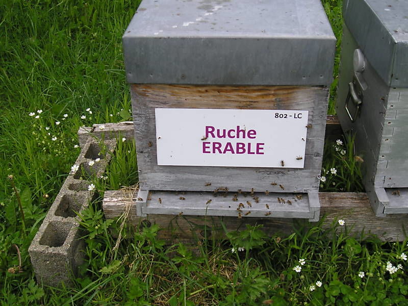 La ruche Erable