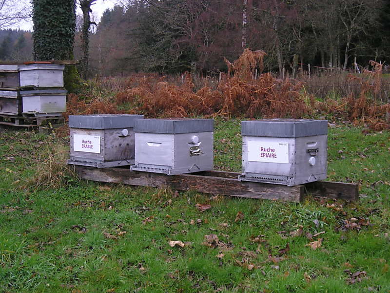 La ruche Erable