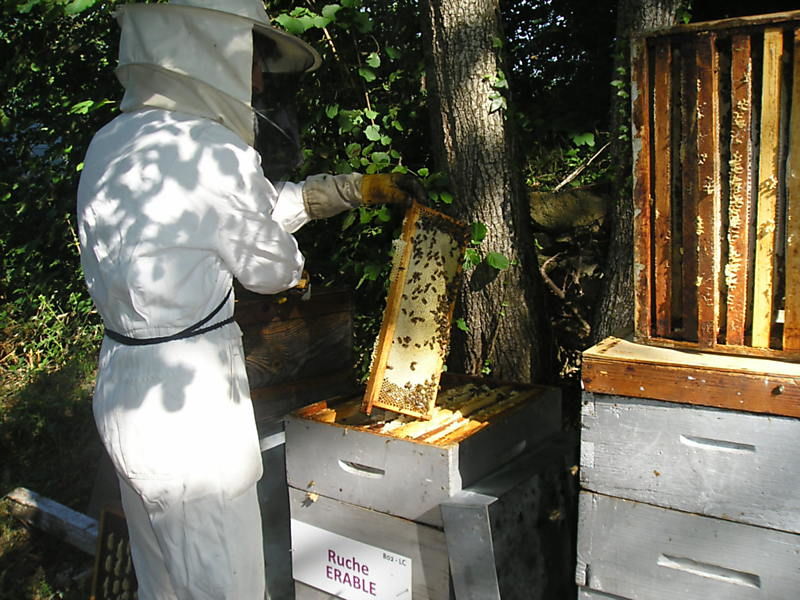 La ruche Erable