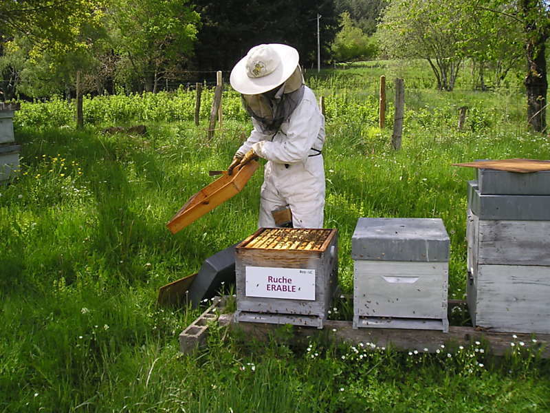 La ruche Erable
