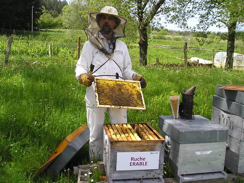 La ruche Erable