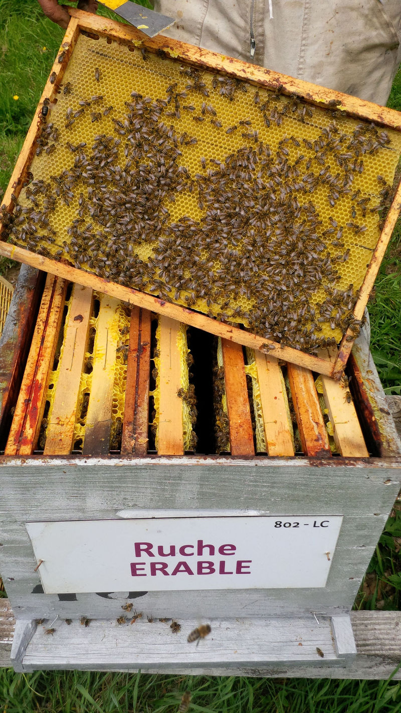 La ruche Erable
