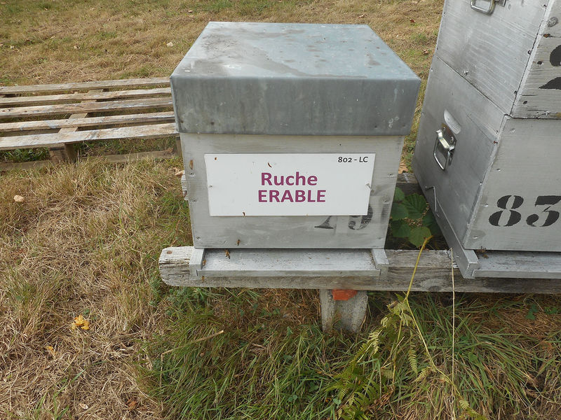 La ruche Erable