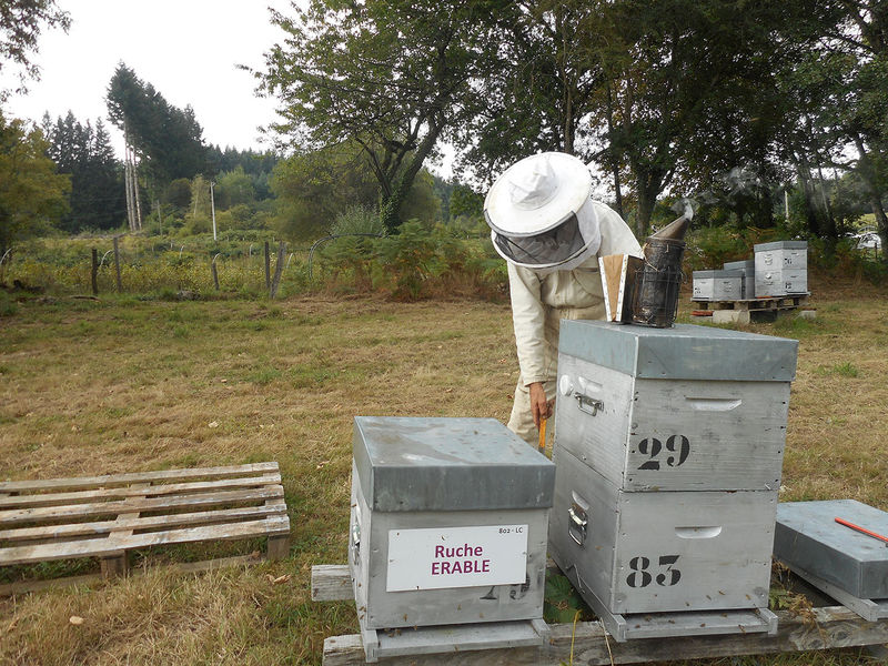 La ruche Erable