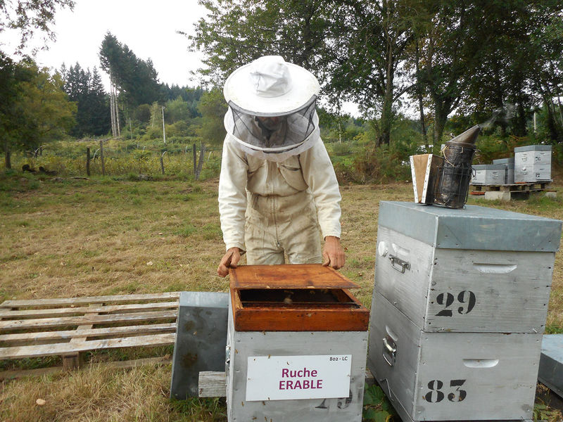 La ruche Erable
